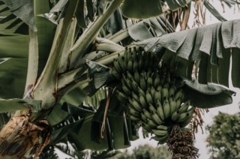 banana trees