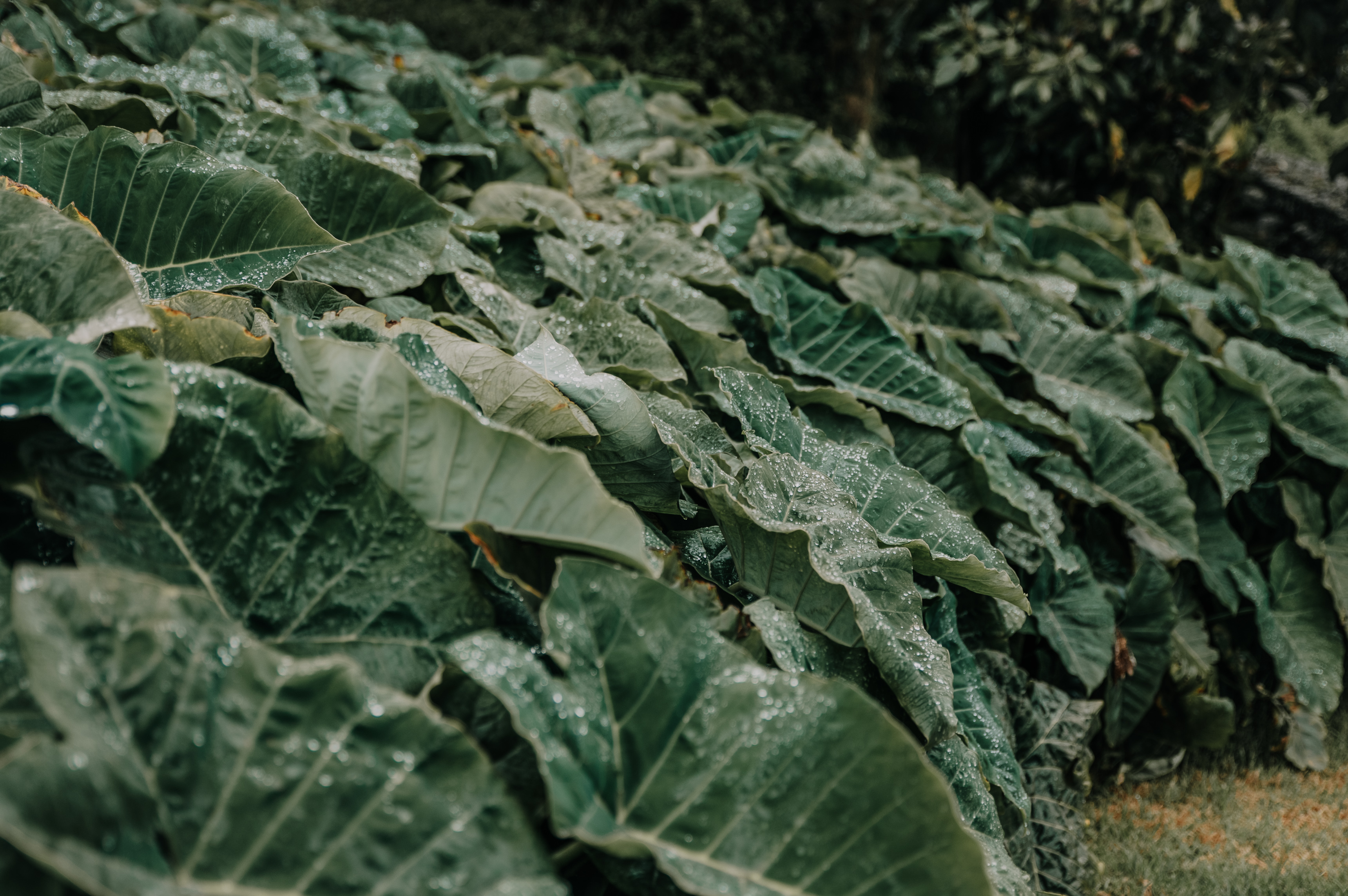 large green leaf plants